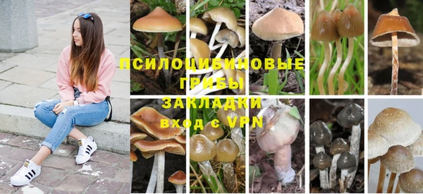 сатива Богородск